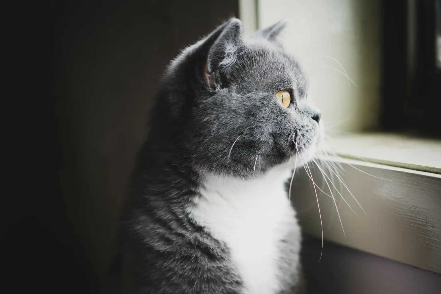 How to Write a Cat Obituary That Feels Personal How to Write a Cat Obituary That Feels Personal