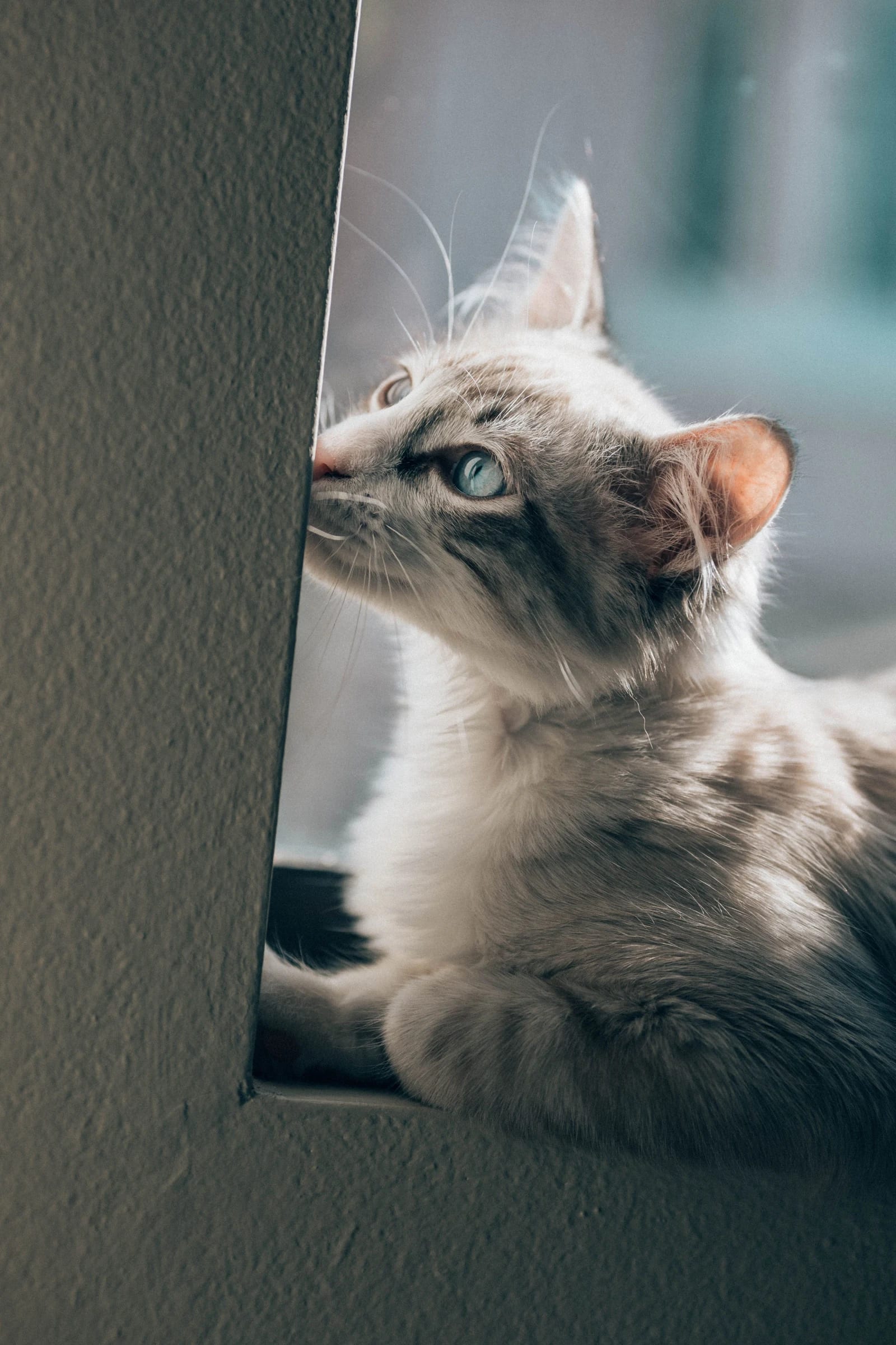 A blue-eyed cat sitting beside a window in soft daylight