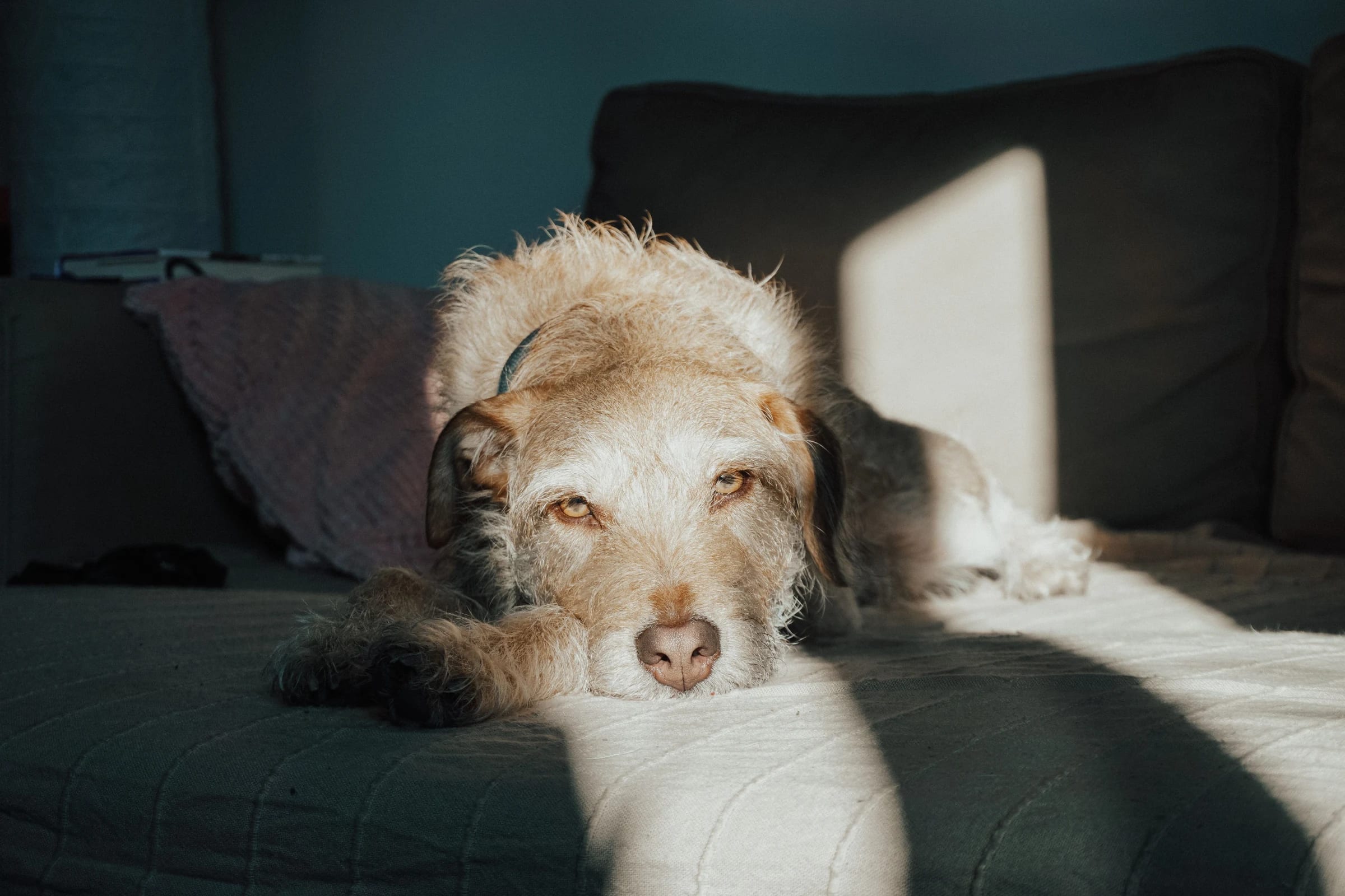 A light-colored dog resting on a couch in a patch of sunlight