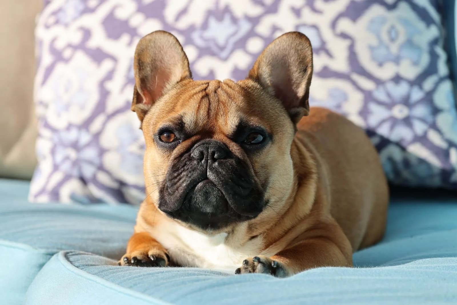 Pet Sympathy Messages: What to Write After Pet Loss Pet Sympathy Messages: What to Write After Pet Loss