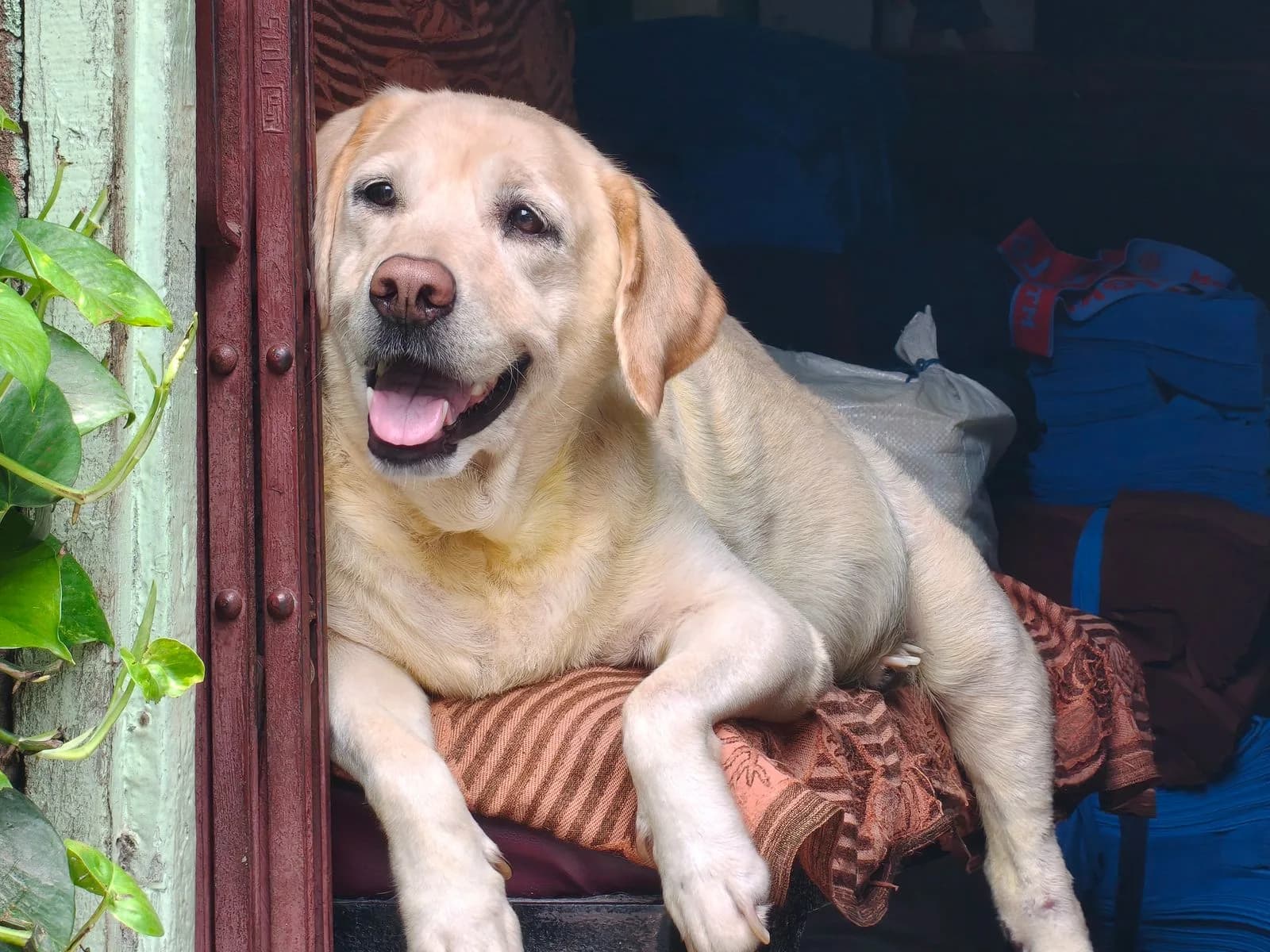 Dog Obituary Examples for a Beloved Companion Dog Obituary Examples for a Beloved Companion