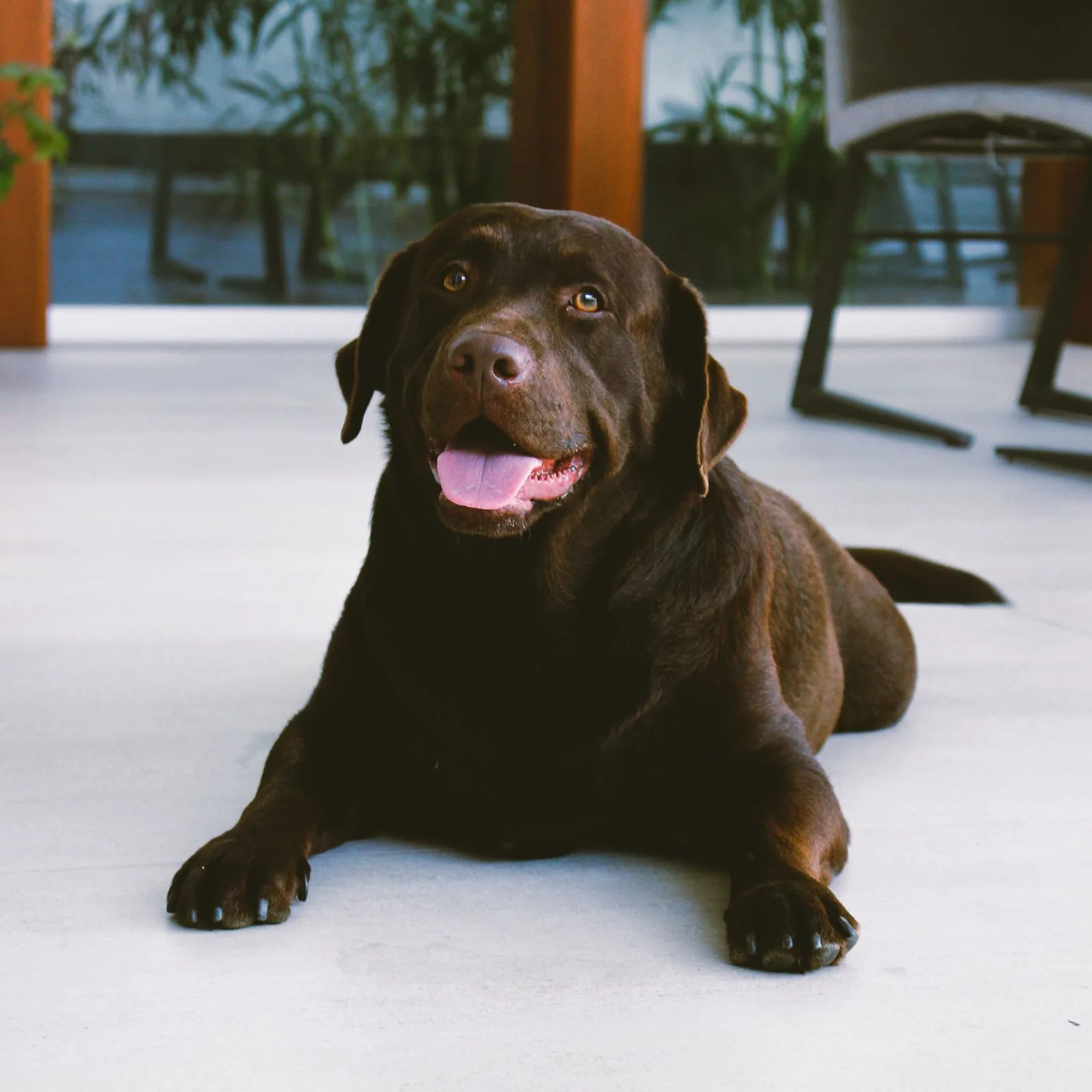 A Labrador lying on the floor in a quiet home for dog memorial ideas