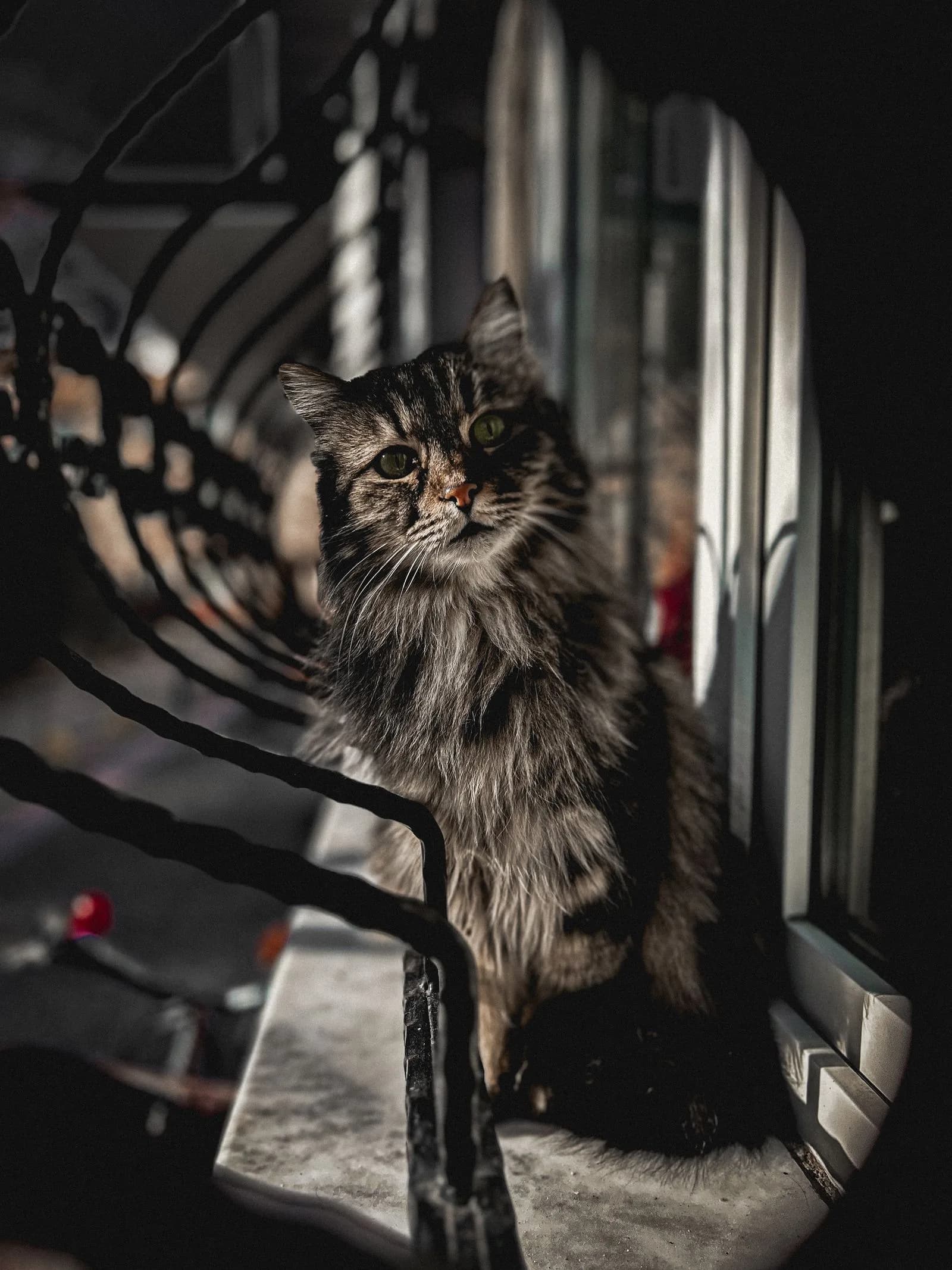 Short Pet Loss Quotes for Cards, Texts, and Memorials Short Pet Loss Quotes for Cards, Texts, and Memorials