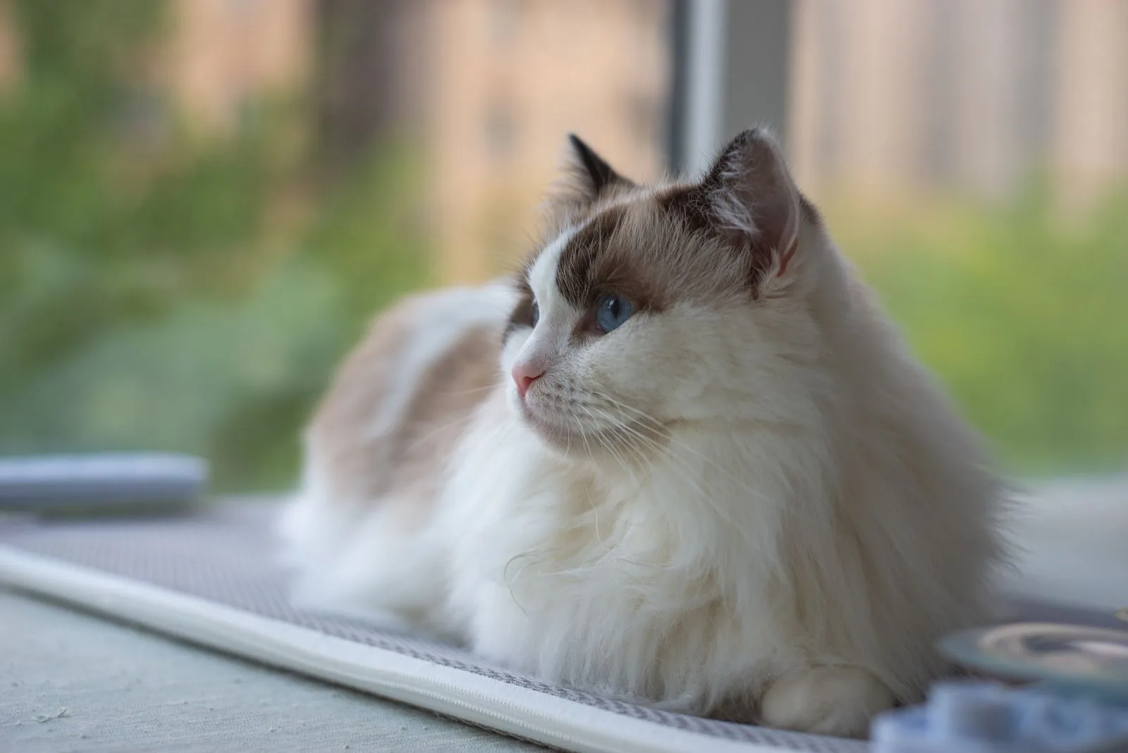 A Ragdoll cat resting by a window in a quiet home